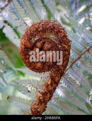 A new fern frond called a koru just starting to unfurl into a new leaf, New Zealand. Stock Photo