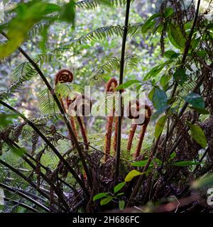 A family of new fern fronds called koru just starting to unfurl into a new leaves, Abel Tasman National Park, New Zealand. Stock Photo