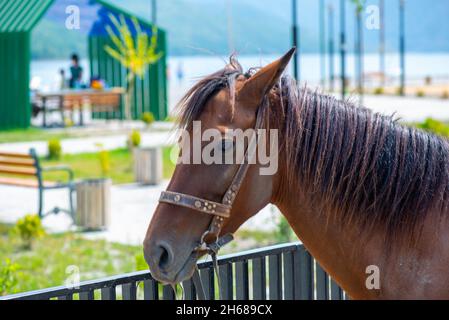 beautiful kind horse muzzle stands with other horses Stock Photo