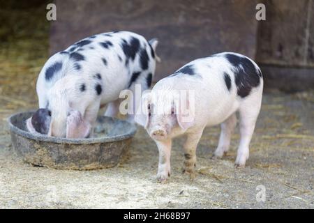 Two Gloucester Old Spot Piglets in animal pen. Hidden Villa, Santa Clara County, California, USA. Stock Photo