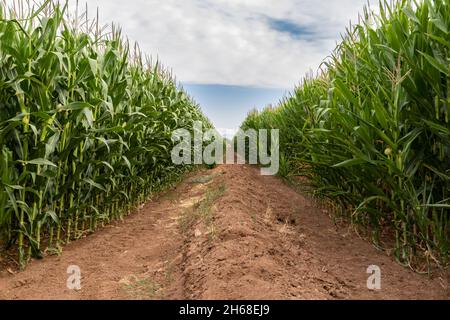 Cornfield with tall rows of corn on  either side. Dirt tractor path in the center. Ripe corn on the stalks. Clouds and blue sky in the distance. Stock Photo