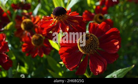 Red Helenium autumnale or sneezeweed, cultivar called 'Moerheim Beauty' seen in a botanical garden