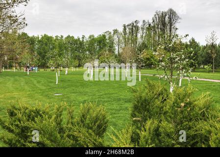 View of the spring orchard. We see whitewashed trees of apple, pear, cherry and other varieties of fruits and berries. Stock Photo