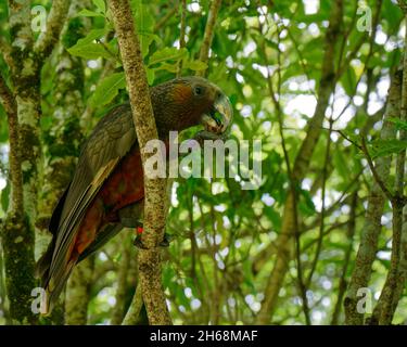 The Kaka (Maori: kākā) is a large parrot belonging to the nestorinae family, endemic to New Zealand. Stock Photo