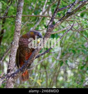 The Kaka (Maori: kākā) is a large parrot belonging to the nestorinae family, endemic to New Zealand. Stock Photo