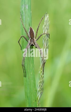 Wildlife macro photo of European Nursery Web Spider Stock Photo