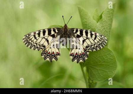 Wildlife macro photo of The Southern Festoon Zerynthia polyxena Stock Photo