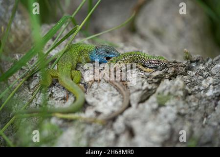 Wildlife photo of The European Green lizard Lacerta viridis Stock Photo