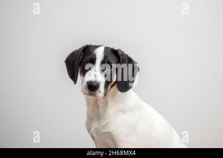 Sad Puppy Look Black White Border Collie Eyes Doggy Indoors Stock Photo
