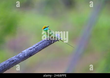 An adult Asian green bee-eater or little green bee-eater (Merops orientalis) on an open perch in Sultanpur National Park, Haryana, India Stock Photo