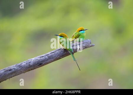 A pair of adult Asian green bee-eaters or little green bee-eaters (Merops orientalis) on an open perch in Sultanpur National Park, Haryana, India Stock Photo