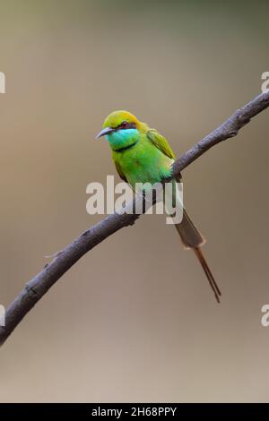 An adult Asian green bee-eater or little green bee-eater (Merops orientalis) on an open perch in Sultanpur National Park, Haryana, India Stock Photo