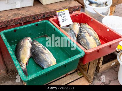 Freshly caught freshwater fish carp ready for sale at the local market. Text in Russian: Freshly carp Stock Photo