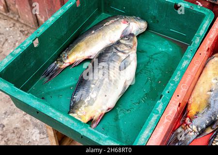 Freshly caught raw river fish carp ready for sale at the local market Stock Photo