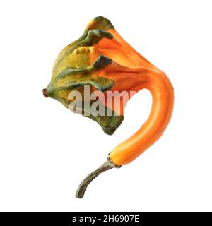 Isolated objects: single decorative pumpkin, small and crooked, on white background Stock Photo
