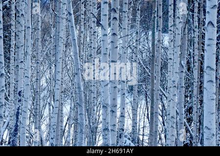 White birch trunks in winter blue light Stock Photo
