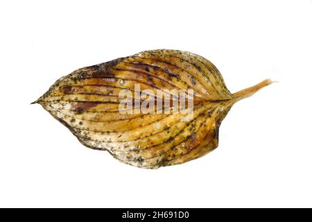 Rotting leaf from plantain lily hosta plant isolated on white background Stock Photo