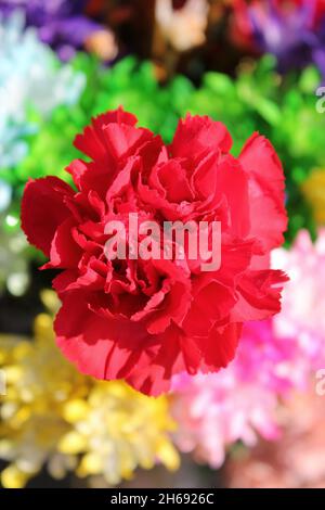 Beautiful bouquet of cheerful fresh flowers and a red carnation on a sunny summer day. Stock Photo