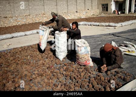 211114) -- MEHTARLAM, Nov. 14, 2021 (Xinhua) -- Afghan farmers harvest pine  nuts in Mehtarlam, capital of Laghman province, Afghanistan, Nov. 12, 2021.  Afghanistan resumed pine nuts export to China in late