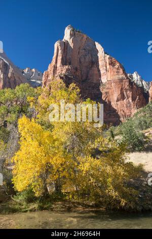 Zion National Park, Utah, USA. Cottonwood tree dwarfed by the south face of Isaac, a towering rock formation in the Court of the Patriarchs, autumn. Stock Photo