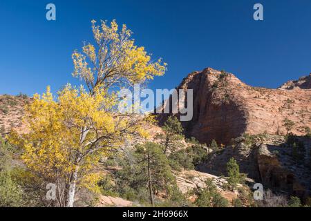 Zion National Park, Utah, USA. View across rocky hillside to red sandstone mesa beside the Zion-Mount Carmel Highway, autumn. Stock Photo