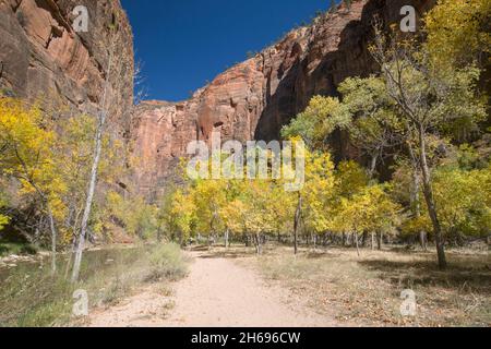 Zion National Park, Utah, USA. View along footpath beside the Virgin River to the towering sandstone cliffs of the Temple of Sinawava, autumn. Stock Photo