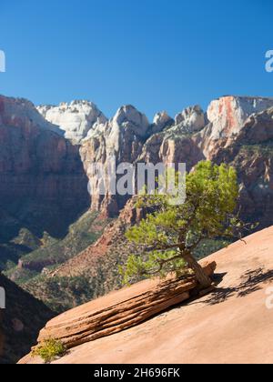 Zion National Park, Utah, USA. Lone pine tree clinging to sandstone outcrop beside the Canyon Overlook Trail, autumn, the Towers of the Virgin beyond. Stock Photo