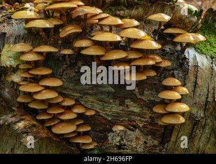 Sheathed woodtuft,  Kuehneromyces mutabilis, growing on fallen cherry tree, late autun in Oxfordshire Stock Photo