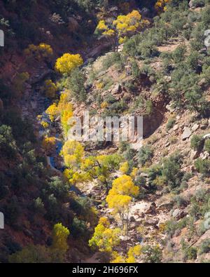 Zion National Park, Utah, USA. View over Pine Creek from the Canyon Overlook Trail, autumn, the golden foliage of riverside cottonwoods prominent.