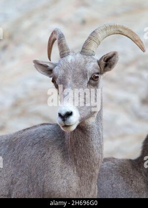 Zion National Park, Utah, USA. Portrait of female desert bighorn sheep, Ovis canadensis nelsoni, in the White Cliffs area of the park. Stock Photo
