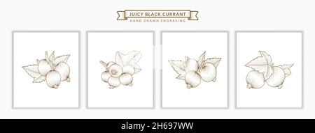 Set of Juicy Black Currant branch and leaves hand drawn engraving style botanical illustration Stock Vector