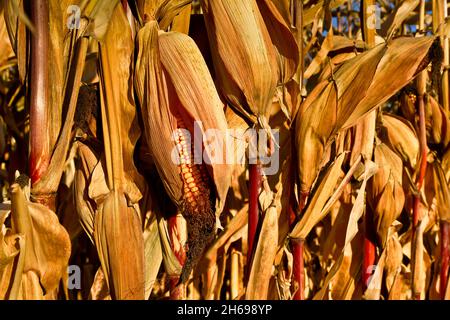 Ripe corn field background in sunny day Stock Photo