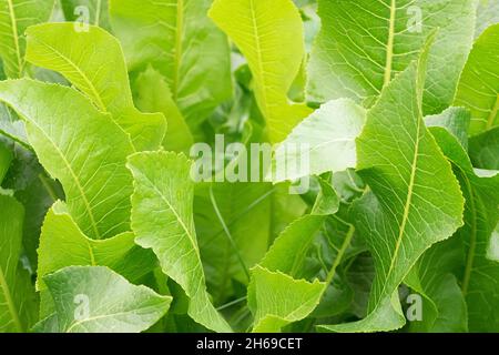 Green horseradish leaves (Armoracia rusticana) in sun rays. Macro photo in garden concept Stock Photo