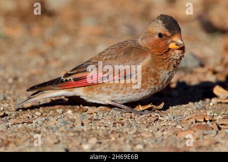 An adult African crimson-winged finch (Rhodopechys alienus) in the Atlas mountains of Morocco in early spring Stock Photo