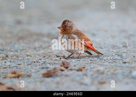 An adult African crimson-winged finch (Rhodopechys alienus) in the Atlas mountains of Morocco in early spring Stock Photo