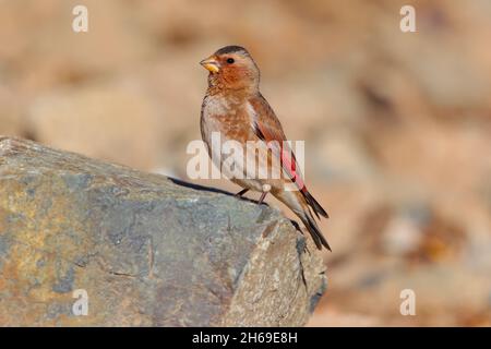 An adult African crimson-winged finch (Rhodopechys alienus) in the Atlas mountains of Morocco in early spring Stock Photo
