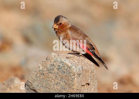 An adult African crimson-winged finch (Rhodopechys alienus) in the Atlas mountains of Morocco in early spring Stock Photo