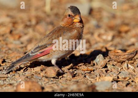 An adult African crimson-winged finch (Rhodopechys alienus) in the Atlas mountains of Morocco in early spring Stock Photo
