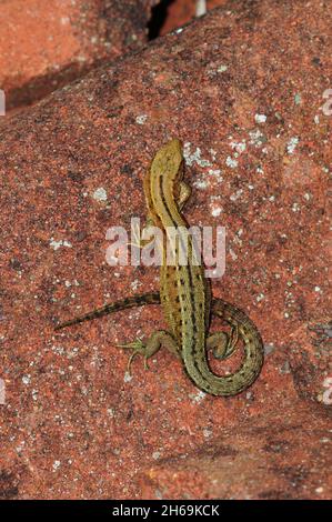 juvenile common lizard basking on clay tile. Stock Photo