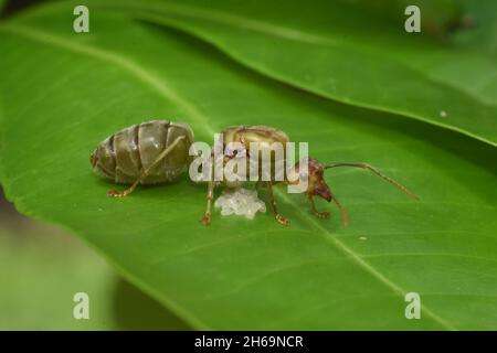 Close up photo of weaver ant queen guarding its eggs on green leaf. Oecophylla smaradigna. Stock Photo