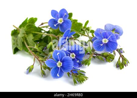 Speedwell flowers isolated on white background Stock Photo