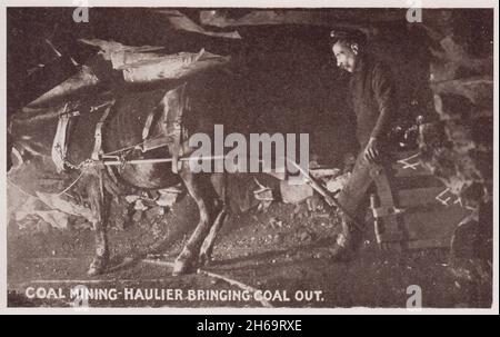 Coal mining - haulier bringing coal out. Miner underground with a pit pony hauling coal along a mine shaft. Published as a postcard by a Pontypridd photographer (M. Brookes) in the early 20th century Stock Photo