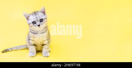 Banner cute little funny striped Scottish fold grey Kitten cat sitting on yellow studio background. Copyspace for text Stock Photo