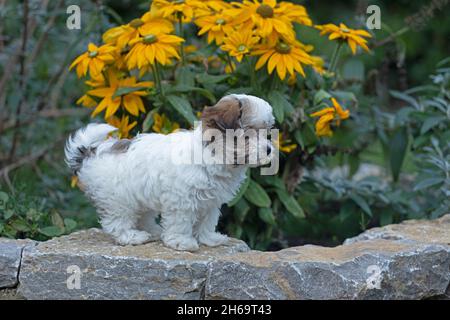 Bolonka Zwetna toy dog pup, yellow Echinacea, Germany Stock Photo