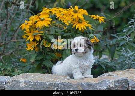 Bolonka Zwetna toy dog pup, yellow Echinacea, Germany Stock Photo