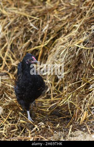 Chicken in a farmyard Stock Photo