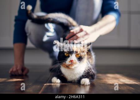 Man stroking his cute cat at home during sunny day. Themes trust, care and friendship between people and pets. Stock Photo