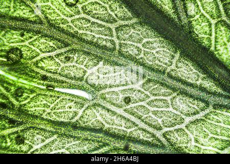 Green celery leaf macro under the microscope with a magnification of 40 times Stock Photo