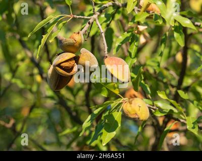 group of almost ripe almonds with shell and seeds,  on a branch at the end of the summer Stock Photo