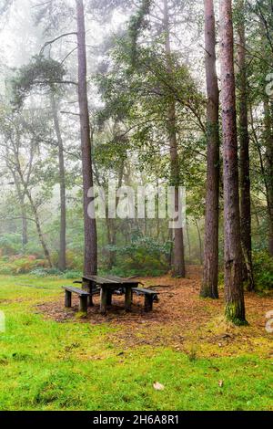 Misty morning with a wet wooden picnic table and two wooden benches in front of some tall trees in the Blean mixed woodland woods near Canterbury. Stock Photo